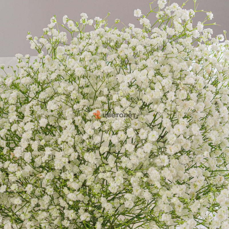 Букет из 11 белых гипсофил