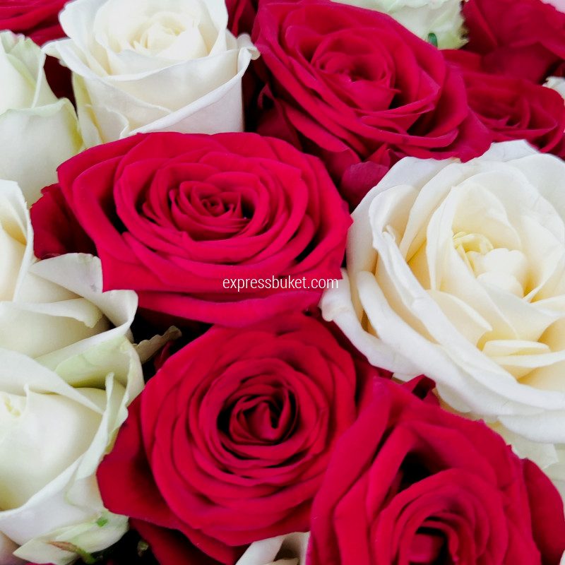 Букет красных и белых роз 51 шт